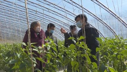 子長蔬菜開發中心 穩防控、強技術、保供應，全力守護“菜籃子”安全